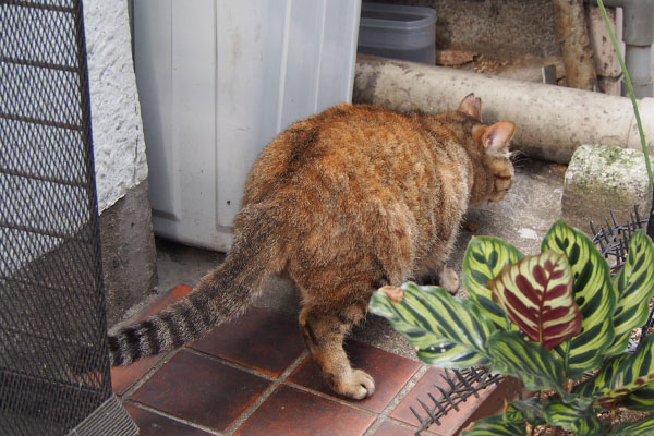 ヴェル　アライグマ風の背中