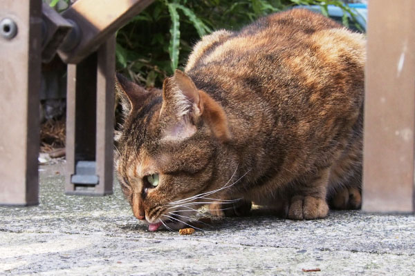 食べるあき横顔