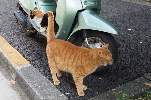 男は色々あるのにゃ　カブ