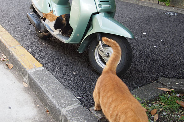 人懐っこいカブ来る