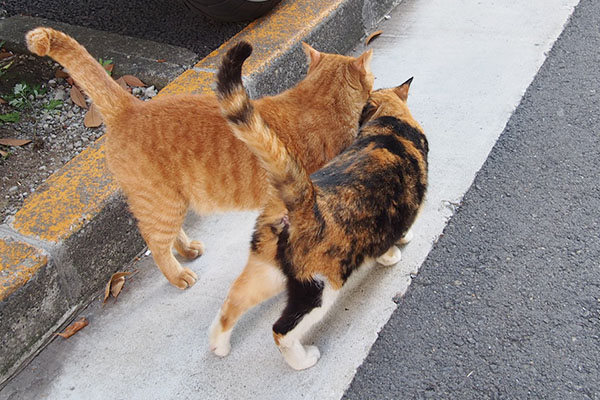 カブリコの後ろ姿しっぽピーン