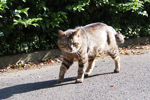 トッキーが来ました