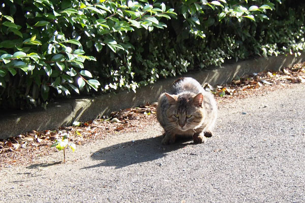 トッキー　早食い