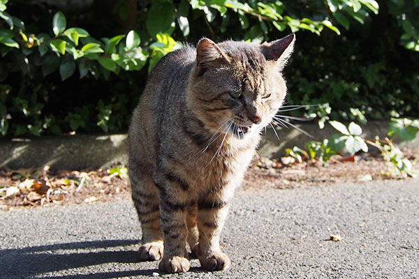 トッキー　吠える