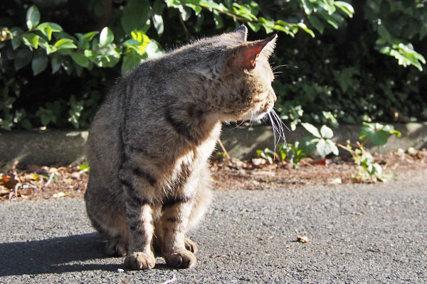 トッキー　遠くを見る