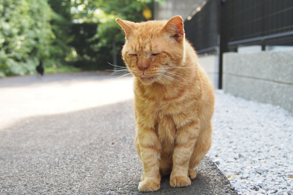 コルレ　サキちゃんはお出掛け中にゃ