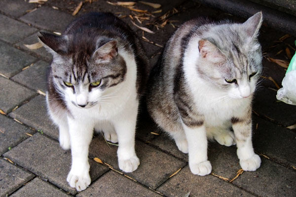 クロムとタンタル　待たされ過ぎじゃね