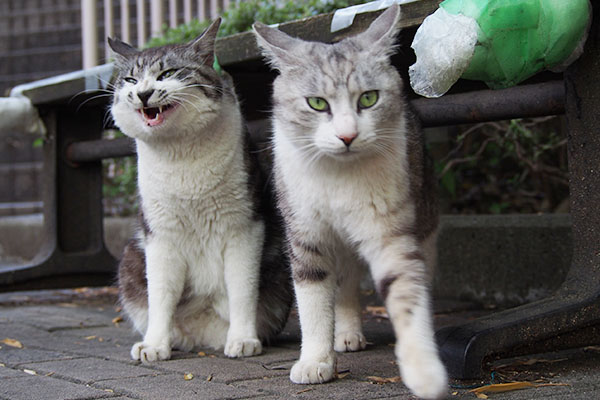 いい加減に何か出せクロムとオモシロ顔のタンタル