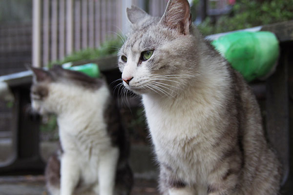 オヤツ出て来んな　クロム