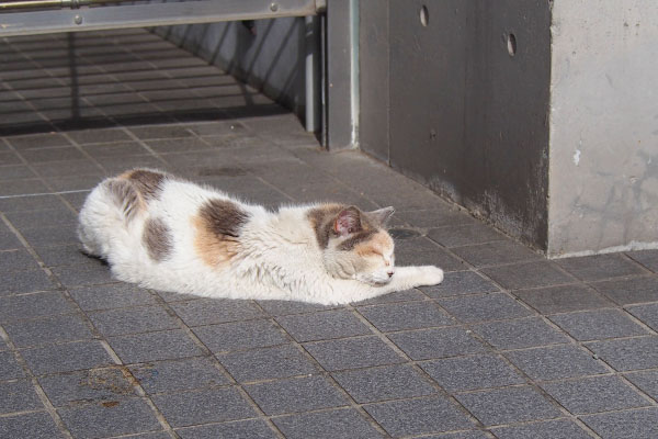 伸びているみけ姉さま横