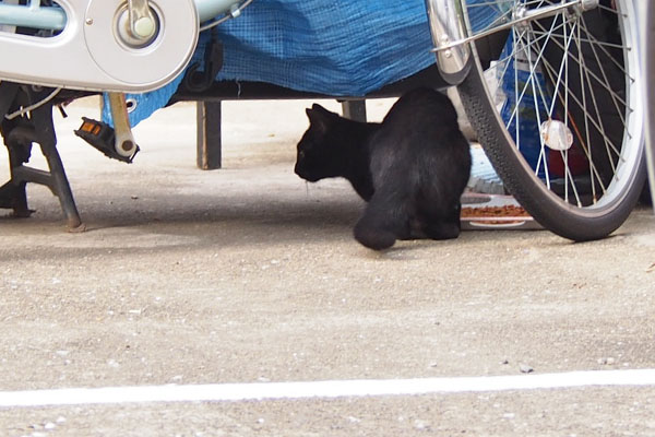 オウカ　あいちゅは