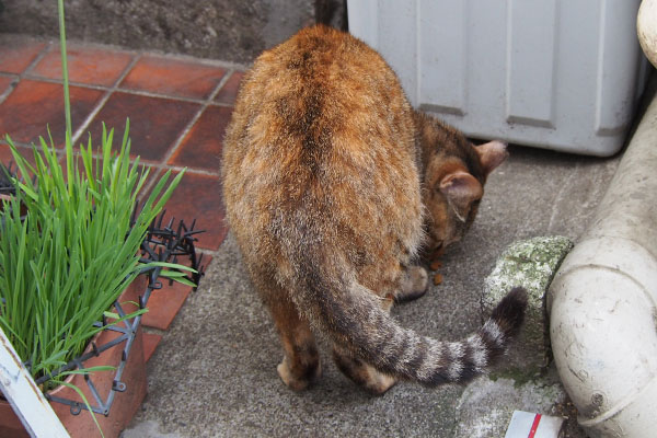 食べる背中　ヴェル