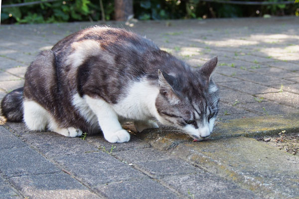 タンタル　お代わり