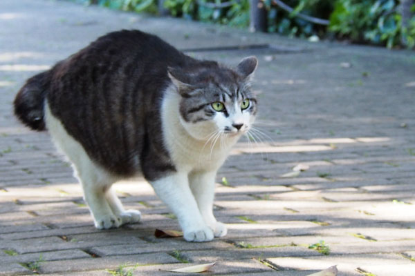 タンタル　イカ耳で身構える