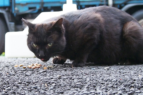 食べるティア