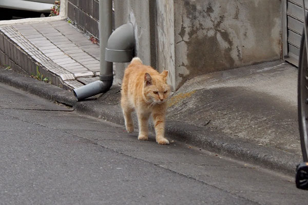 帰って食事にゃ　ジル