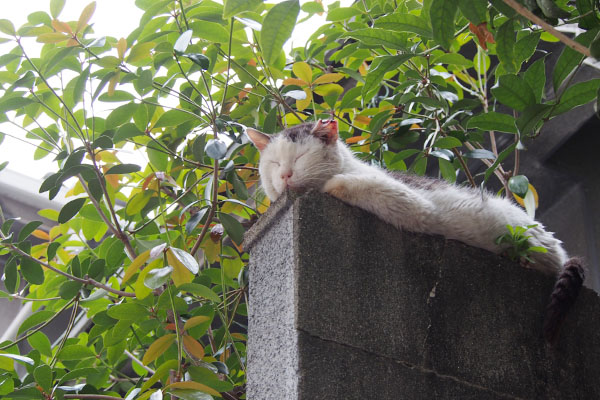 テル　目は開けないけどにゃ