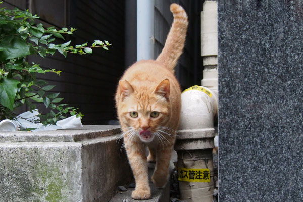 カブ　ぺろぺろしながら出て来る