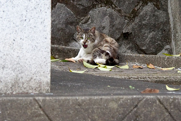 あーーな雫