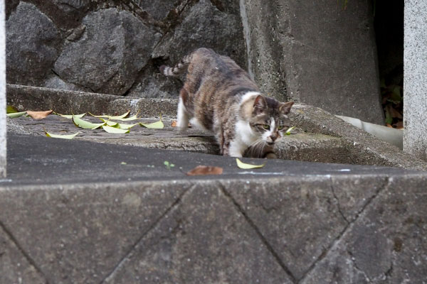 そっちに行くにゃ　雫