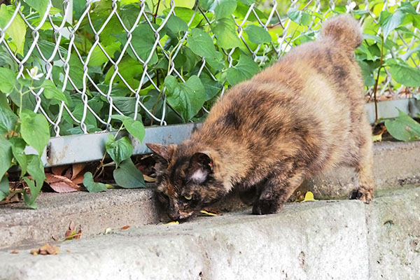 角にカリカリ　クロテ