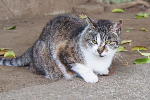 違ったにゃ　雫