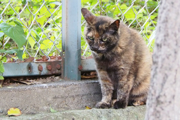 上から見てる　クロテ