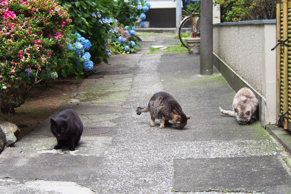 並んで食べる　３にゃん