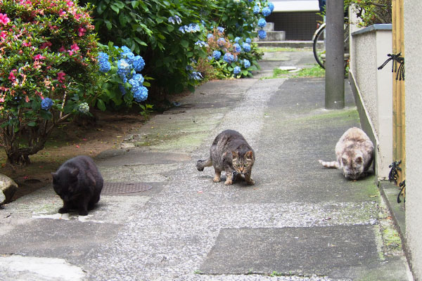 並んで食べる　３にゃん