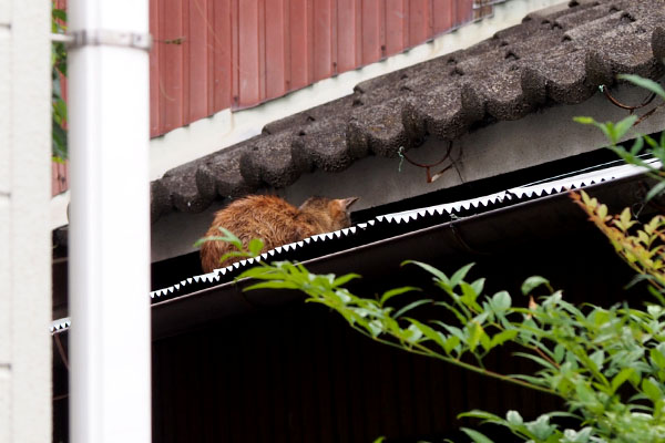 瓦屋根の下にルル