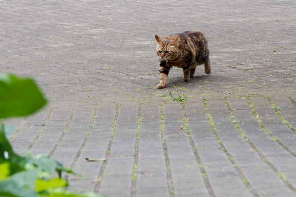 逃げるように　クラタン