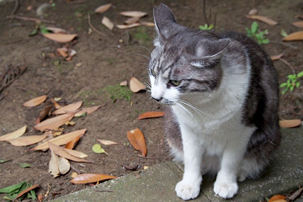 耳が平らになる　タンタル