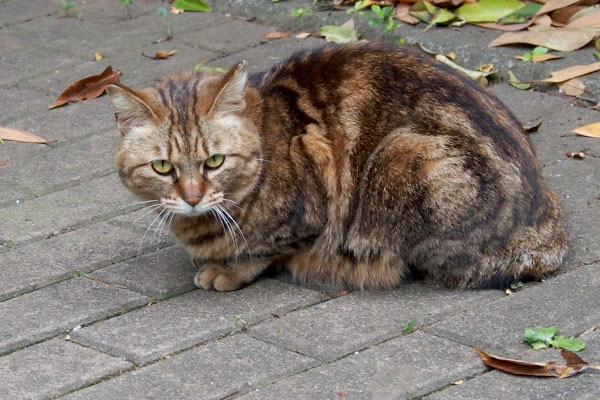 こちらをチラ見　クラタン