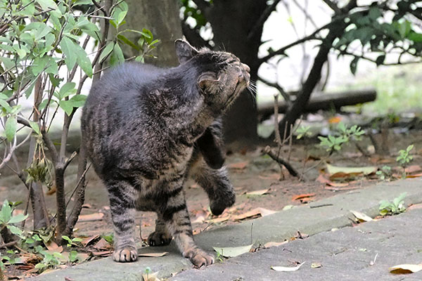 緊張をほぐす　コイキー