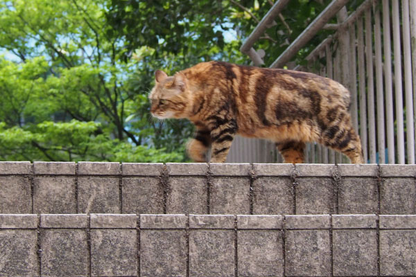 左へ行くにゃ　クラタン