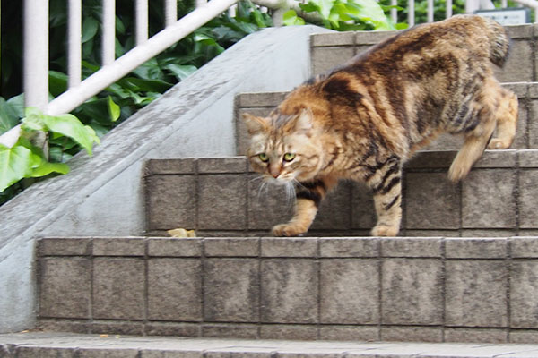 下りるにゃ　クラタン