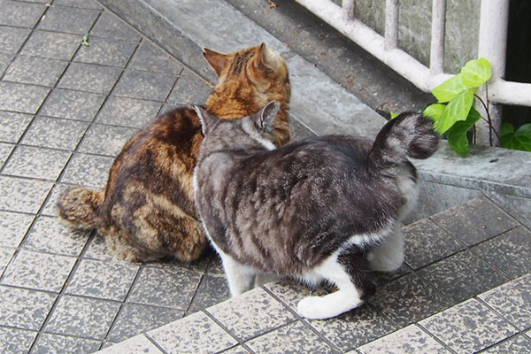 タンタルのへっぴり腰