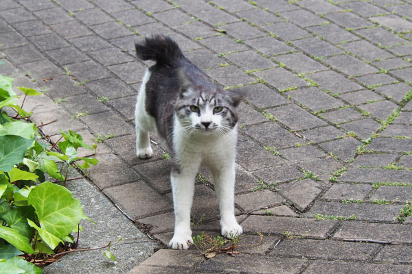 耳を振りながらムキっと見るタンタル