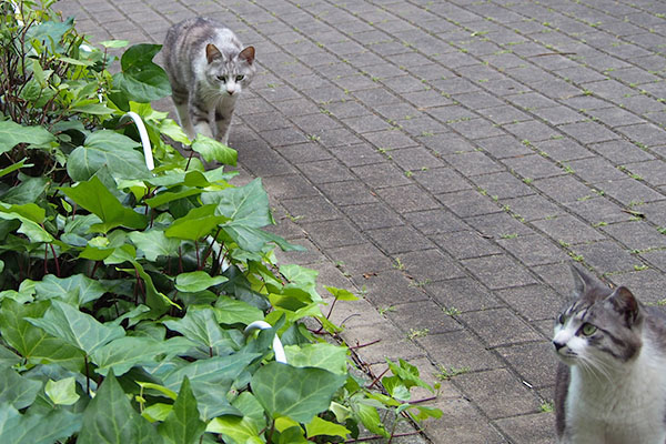 クロムが出て来た右タンタル