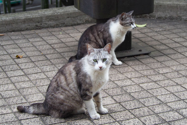 クロム目をぱっちり　奥タンタル