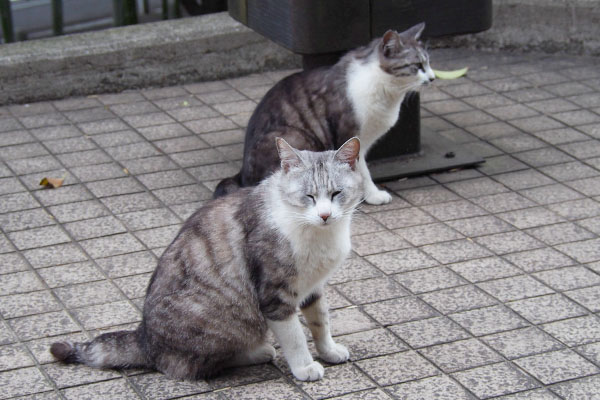 クロムが担当なのか　奥タンタル