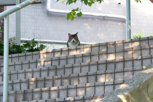 階段上で鳴く　マリィ