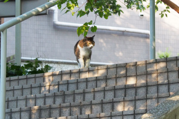 来ている　マリィ