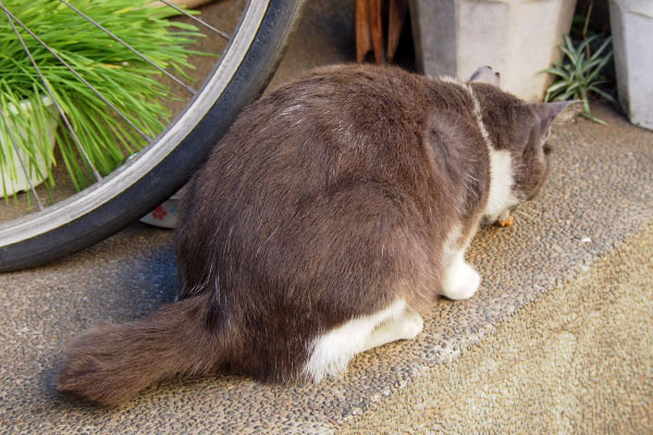 ちびにゃん　お背中っまるっと