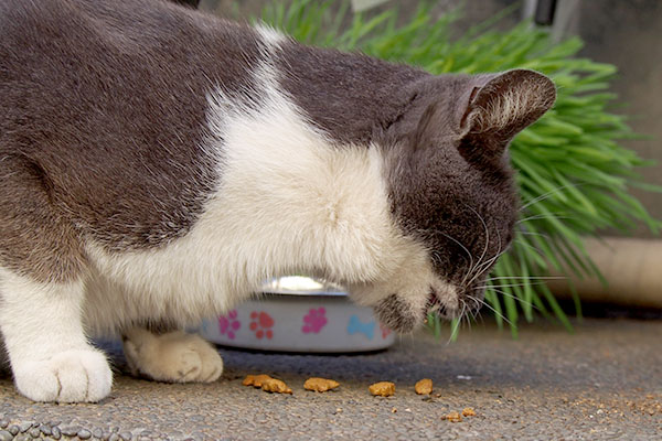 食べるちびにゃん