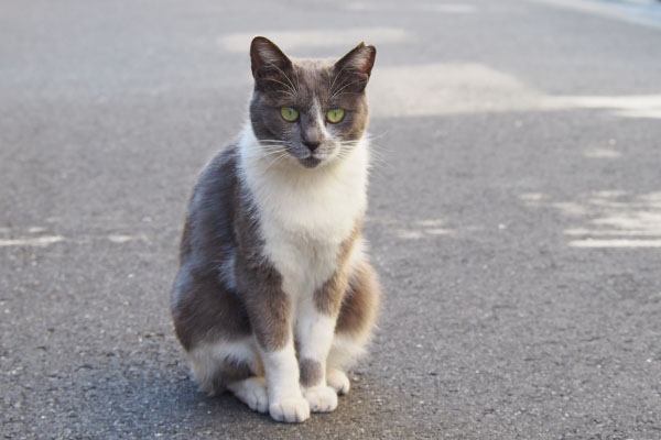 カメラ目線　ちびにゃん