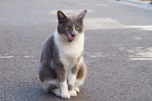 お座りぺろろん　ちびにゃん