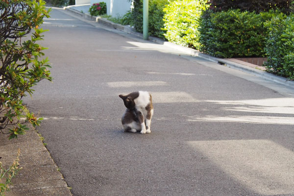 脇腹なめる　ちびにゃん