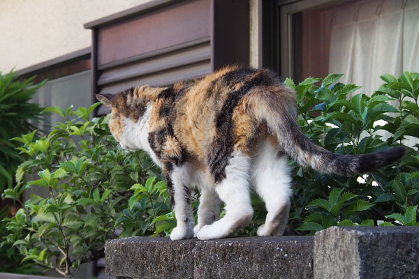 そこで寛ぐのかい　オトワ