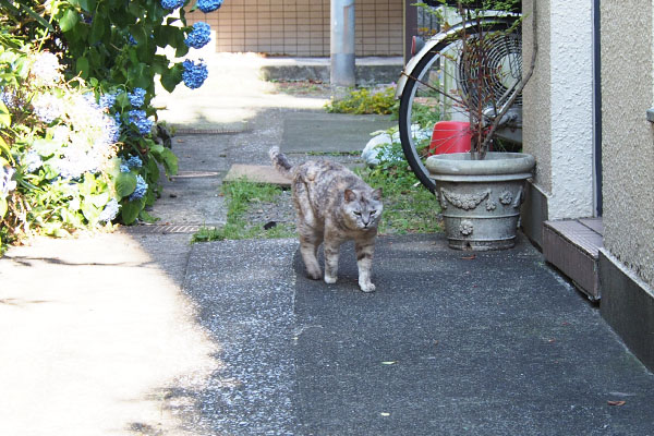 銀　奥から来る１